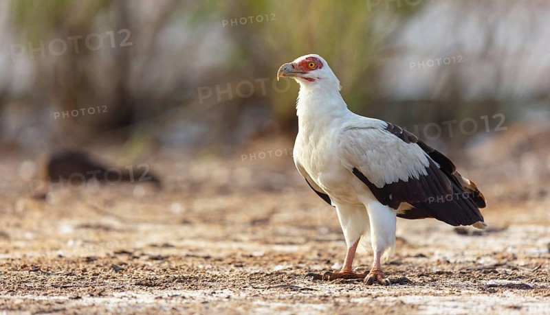 Palm Vulture, (Gypohierax angolnesis), Tujereng area, Tujereng, South Bank, Gambia, Africa