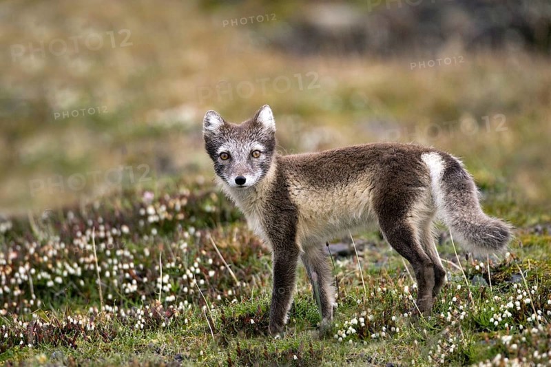 Arctic fox, (Alopex lagopus), summer fur, foraging, young animal, baby animals, Svalbard Spitsbergen, Norway, Europe