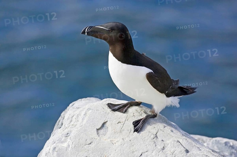 Razorbill resting on rocks, (Alca torda), Europe, Norway, Varanger, Hornoy bird island, Varanger, Norway, Europe