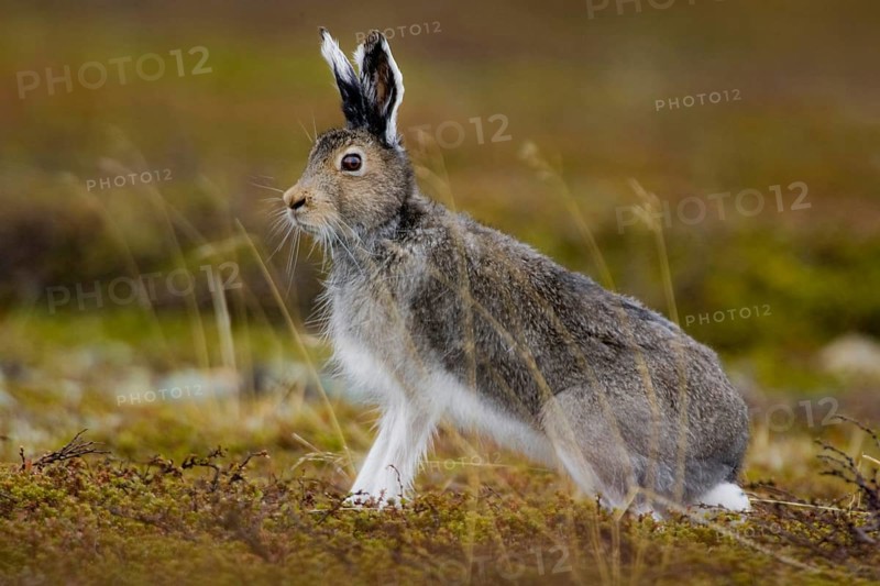 Mountain hare, (Lepus timidus), male, male in search of a female, Nikkaluokta, Lapland, Sweden, Europe