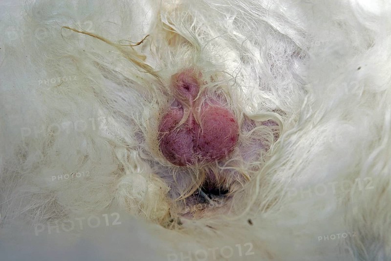 Castration of a tomcat, removal of the testicle, vet