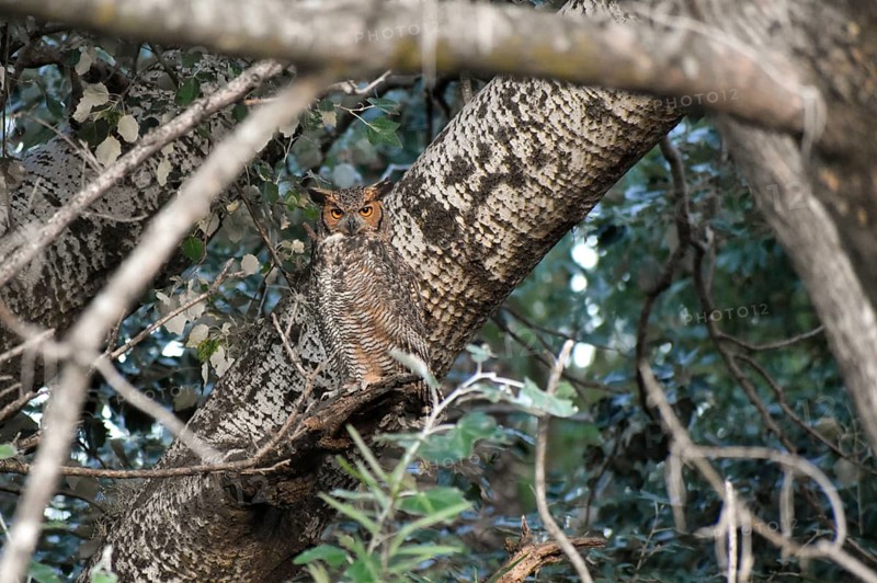 Perfectly camouflaged, free-ranging Virginia eagle owl (Bubo virginianus) in the Bosques de Palermo park in the city of Buenos Aires, Argentina, South America
