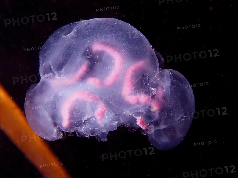 Common jellyfish (Aurelia aurita), dive site Maharees Islands, Castlegregory, Co. Kerry, Irish Sea, North Atlantic, Ireland, Europe