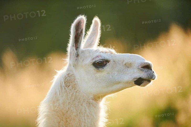 Llama (Lama glama) on a meadow, portrait, Tirol, Kitzbühel, Wildpark Aurach, Austria, Europe