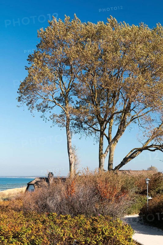 Thatched house, tree by the sea, Baltic Sea peninsula Fischland-Darß-Zingst, Ahrenshoop, Mecklenburg-Vorpommern, Germany, Europe