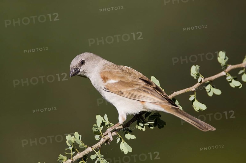Grey-headed Sparrow, (Passer griseus) on branch, Roys Camp, Namibia, Africa