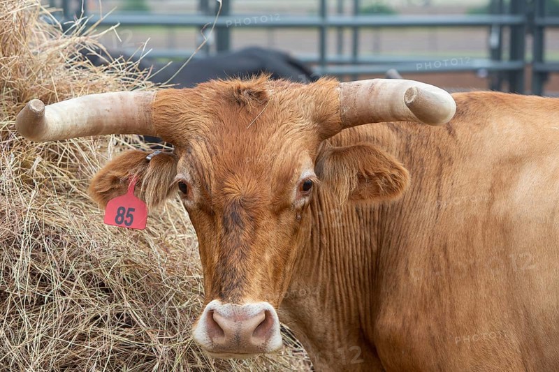Oklahoma City, Oklahoma, Livestock used in the Great Plains Rodeo, an annual gay rodeo that features traditional rodeo competition while emphasizing the camaraderie of the LGBTQ community