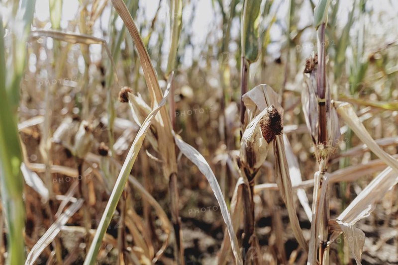 Dried corn, photographed in Bad Dürrenberg, 28/08/2024
