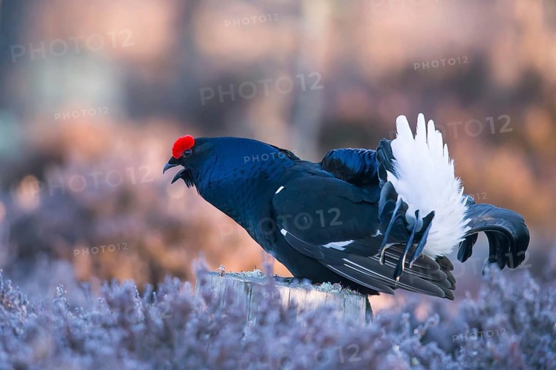 Black grouse, Lyrurus tetrix, Tetrao tetrix, Bavaria, Bavaria, Federal Republic of Germany