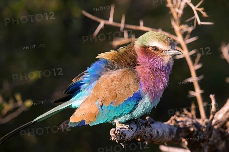 Africa, Botswana, Fork-tailed Roller, Coracias caudatus, Botswana, Africa