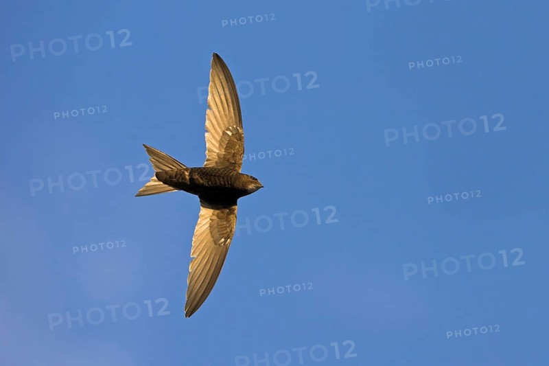 Common swift (Apus apus), family of swallows, Mannheim, Baden-Württemberg, Federal Republic of Germany