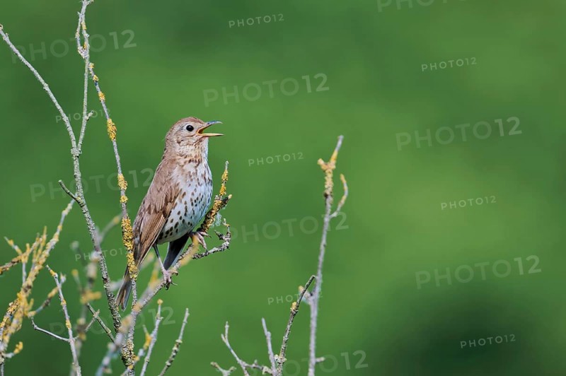 Song thrush (Turdus philomelos), Lower Saxony, Germany, Europe