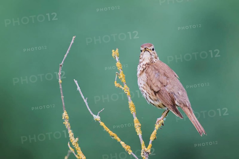 Song thrush (Turdus philomelos), Lower Saxony, Germany, Europe