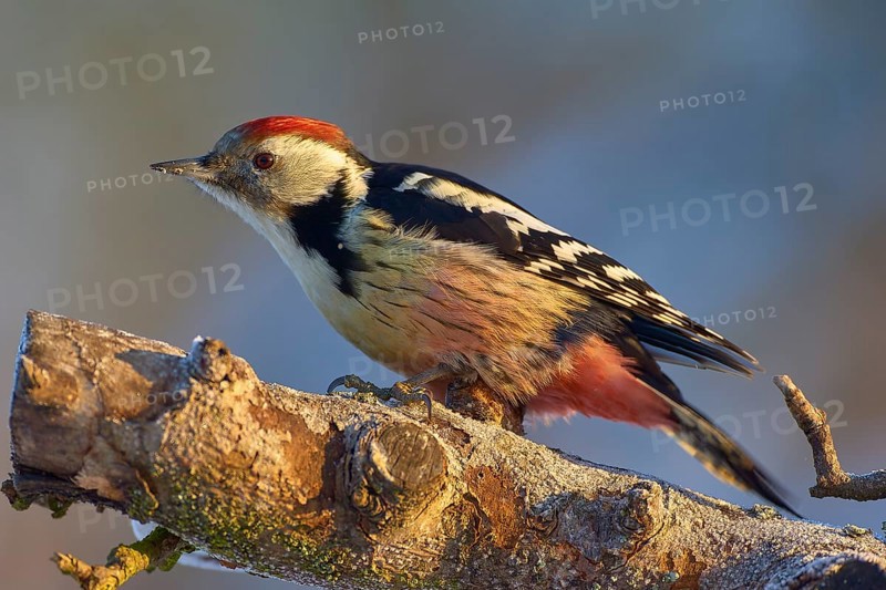 A middle spotted woodpecker (Leiopicus medius) with red, black and white feathers sitting on a tree trunk, Odenwald, Hesse, Germany, Europe