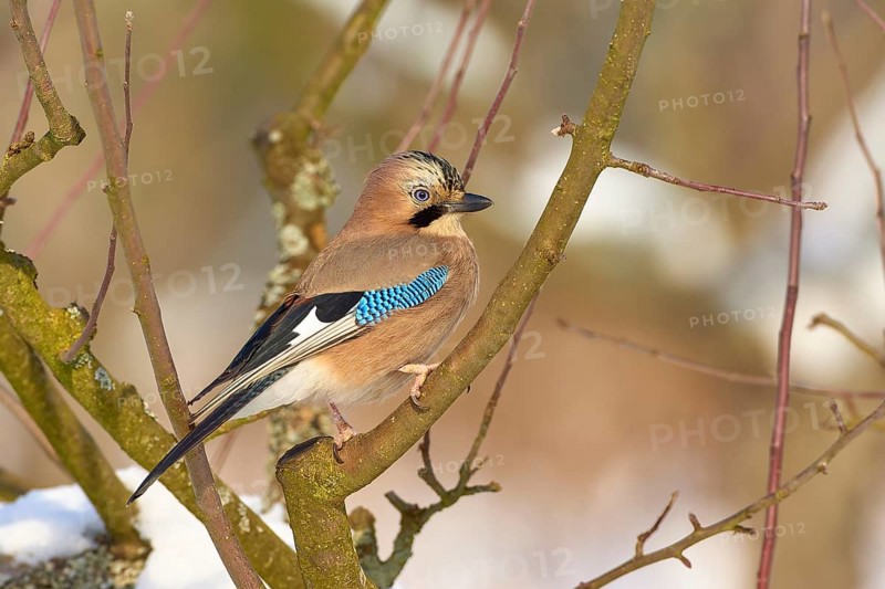 A jay (Garrulus glandarius), sitting on a branch with a wintry background, Odenwald, Hesse, Germany, Europe