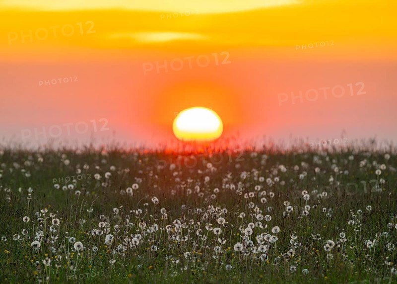 Meadow with fruit stands of the common dandelion (Taraxacum sect. Ruderalia), dandelions, at sunrise, red coloured sky, Thuringia, Germany, Europe