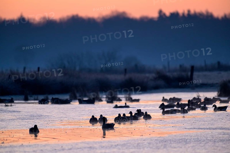 White-fronted Goose (Anser albifrons), at roost, in front of sunrise, dusk, morning, Dingdener Heide Nature Reserve, North Rhine-Westphalia, Germany, Europe