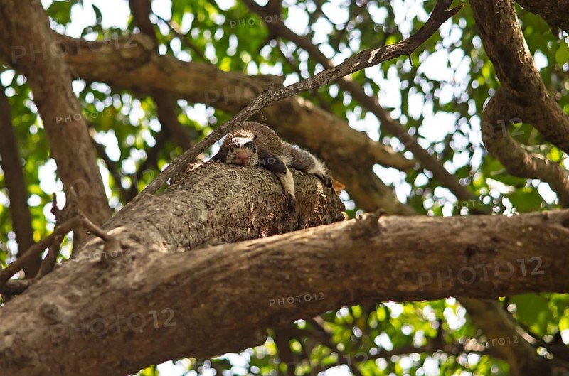 Sri Lanka giant squirrel (Ratufa macroura) on a tree, Habarana, Anuradhapura, North Central Province, Sri Lanka, Asia