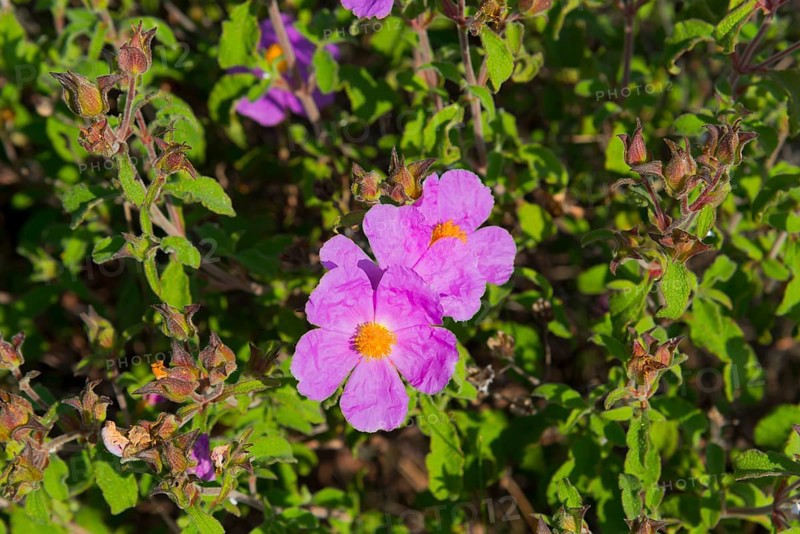 Vividly blooming purple flowers with green foliage, rockrose, Chalkidiki, Halkidiki, Central Macedonia, Greece, Europe