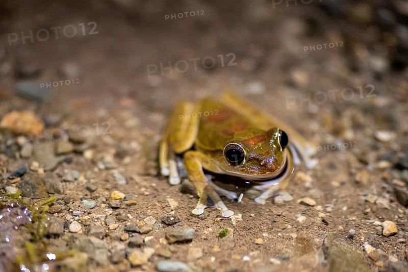 Mexican tree frog (Smilisca baudinii), sitting on the ground, at night, Puntarenas province, Costa Rica, Central America