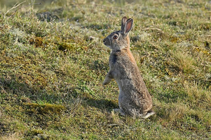 Wild rabbit (Oryctolagus cuniculus), standing upright on a meadow, Texel, West Frisian Islands, province of North Holland, Netherlands