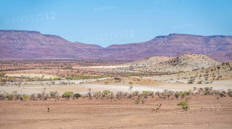 Zwi Angola giraffes (Giraffa giraffa angolensis) in dry desert landscape with table mountains, Damaraland, Kunene, Namibia, Africa