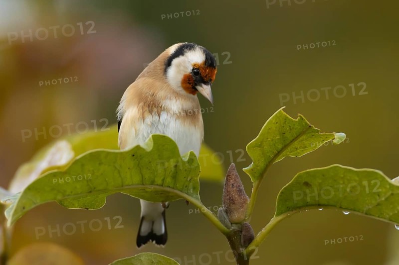 European goldfinch (Carduelis carduelis) adult bird in a garden Magnolia tree with autumn leaves, England, United Kingdom, Europe