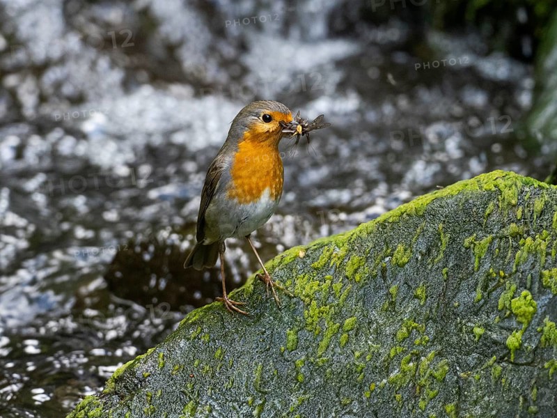 European robin (Erithacus rubecula), adult bird, perched on a moos covered stone, in a stream, after collecting insects to feed its young, Hesse, Germany, Europe