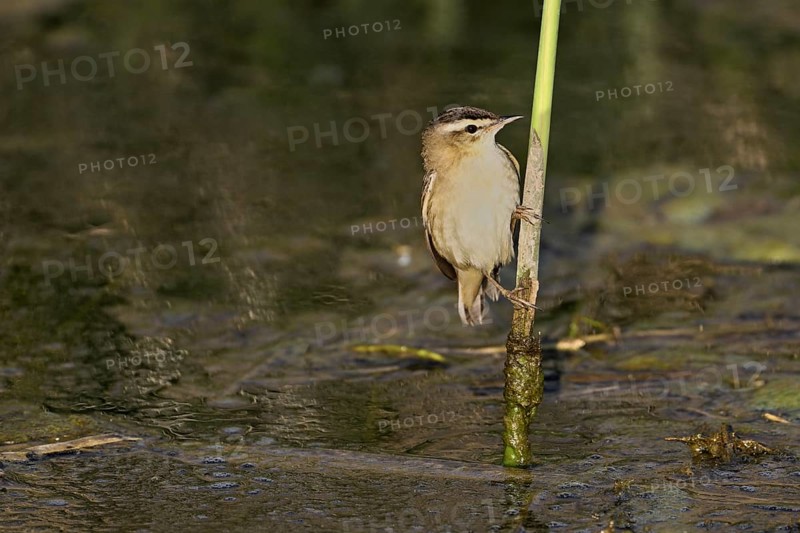 Reed warbler (Acrocephalus schoenobaenus), male on reeds above waterhole, Lake Neusiedl National Park, Seewinkel, Burgenland, Austria, Europe