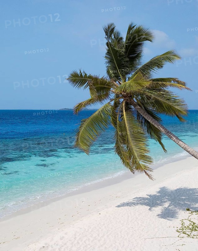 Beach with turquoise blue water shallow lagoon of Maldives island Filaidhoo in Indian Ocean, in the foreground diagonally grown coconut palm (Cocos nucifera), Filaidhoo island, Raa Atoll, Maldives, Asia