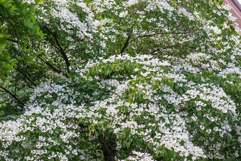 Japanese flowering dogwood (Cornus kousa) blue sky, Bavaria, Germany, Europe