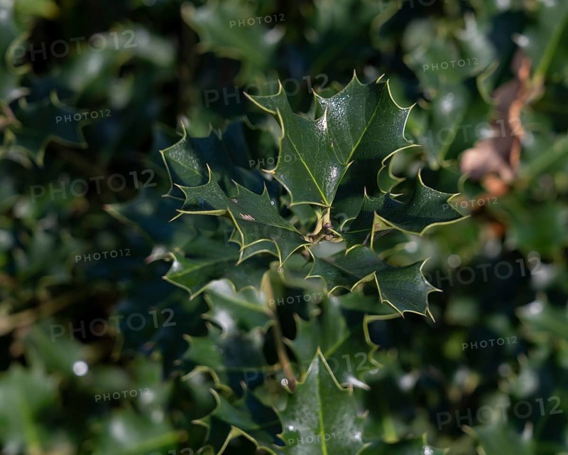 Nature, plant, green holly, Ilex aquifolium, macro