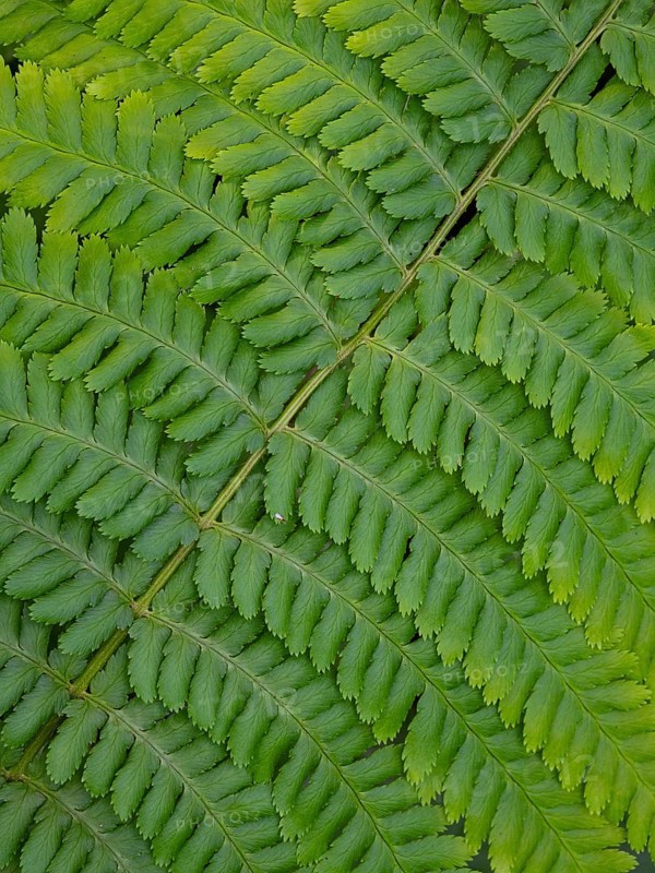 Männlicher Farn (Dryopteris filix-mas), Nahaufnahme eines einzelnen Wedels, im Frühjahr, Hessen, Deutschland