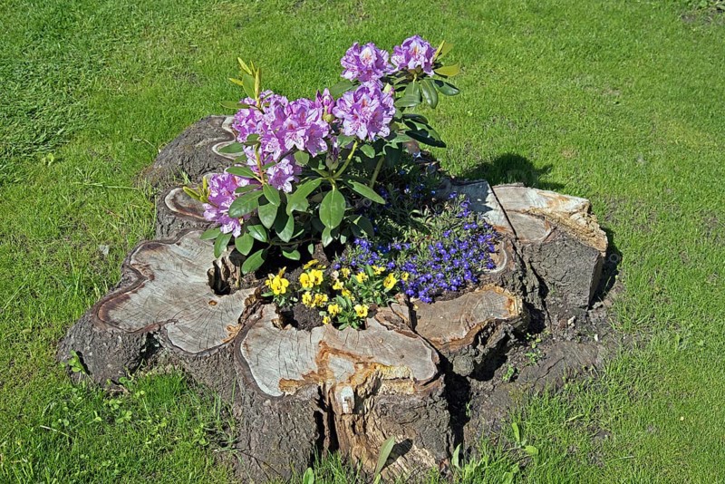 Flowers, Rhododendron in old tree stump, Catawbiense Grandiflorum, Blossoms, Federal Republic of Germany