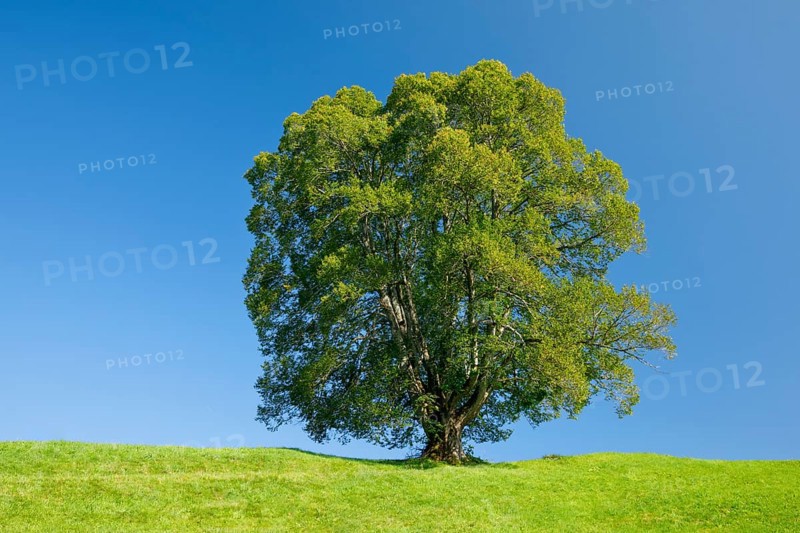 Large lime tree in Oberägeri, Canton Zug, Switzerland, Europe