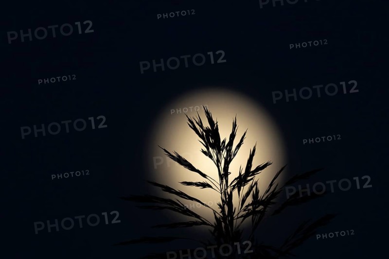 A full moon in the night sky with a Common reed (Phragmites australis) plant stem and leaves silhouetted against it, England, United Kingdom, Europe