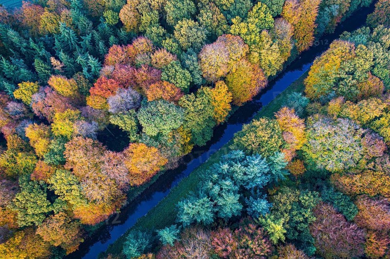 Mixed forest in autumn, colouring, aerial view, forest, autumnal, district Vechta, Moorbach, Daren, Bakum, Lower Saxony, Germany, Europe