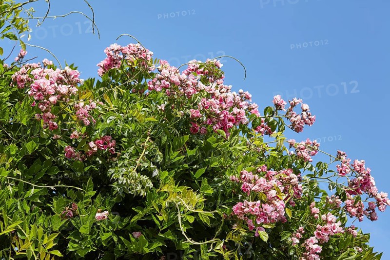 French rose (Rosa gallica) against a blue sky in Saint-Palais-sur-Mer, Département Charente-Maritime, Nouvelle-Aquitaine, France, Europe