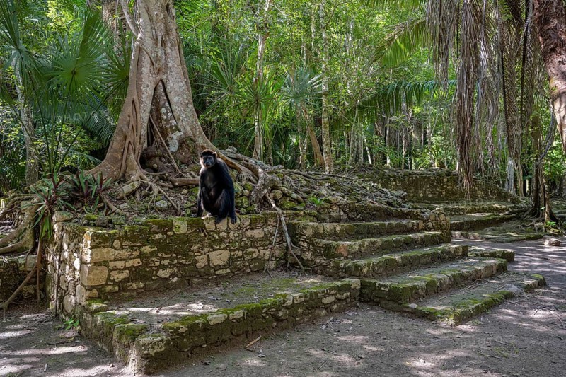 Mayan culture in the jungle with howler monkey Chacchoben Mexico animal