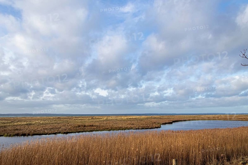 Reed grass, Baltic Sea, Geltinger Birk, Gelting, Schleswig-Holstein, Germany, Europe
