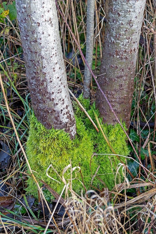 Moss growth on tree trunks, Geltinger Birk, Gelting, Schleswig-Holstein, Germany, Europe