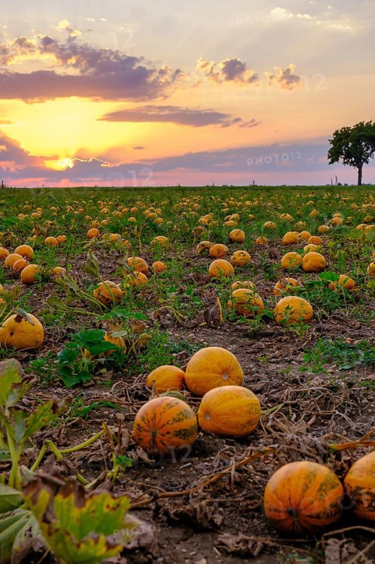 Pumpkin fields in the evening light, near Poysdorf, Weinviertel, Lower Austria, Austria, Europe