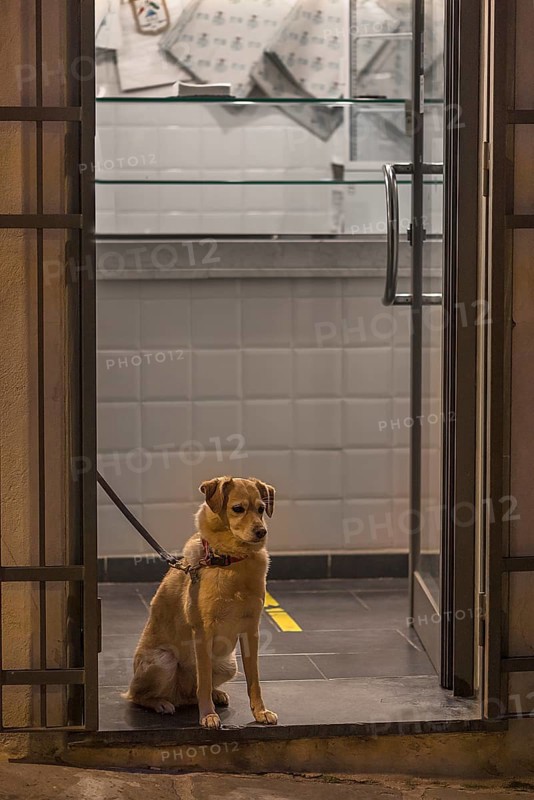 Dog waiting for his master in front of a shop, Genoa, Italy, Europe