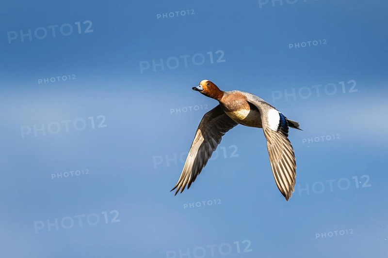 Eurasian Wigeon, (Mareca penelope) male in flight over marshes