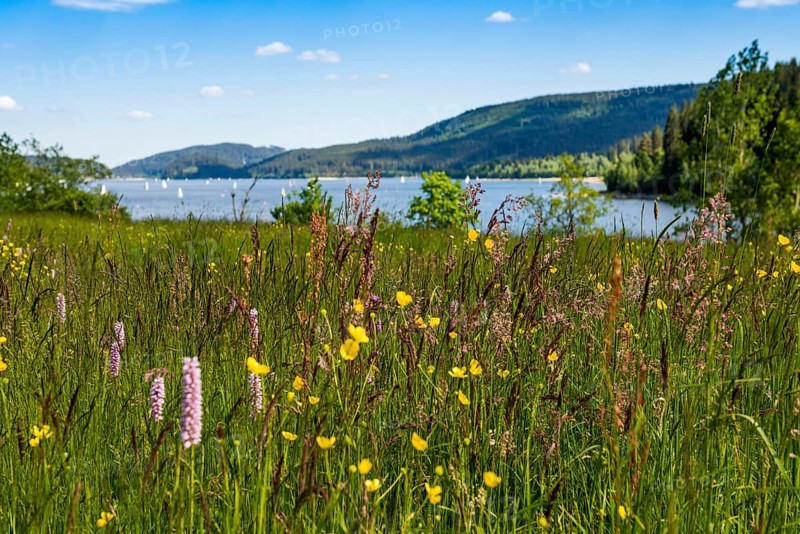 Lake and mountains in summer, Schluchsee, Black Forest, Baden-Württemberg, Germany, Europe