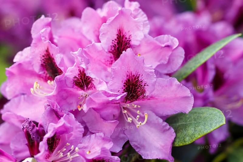 Rhododendron (azalea) flowers of various colors in the spring garden. Closeup. Blurred background