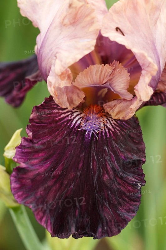Beautiful multicolored iris flower bloom in the garden. Close up, fragility and summer concept