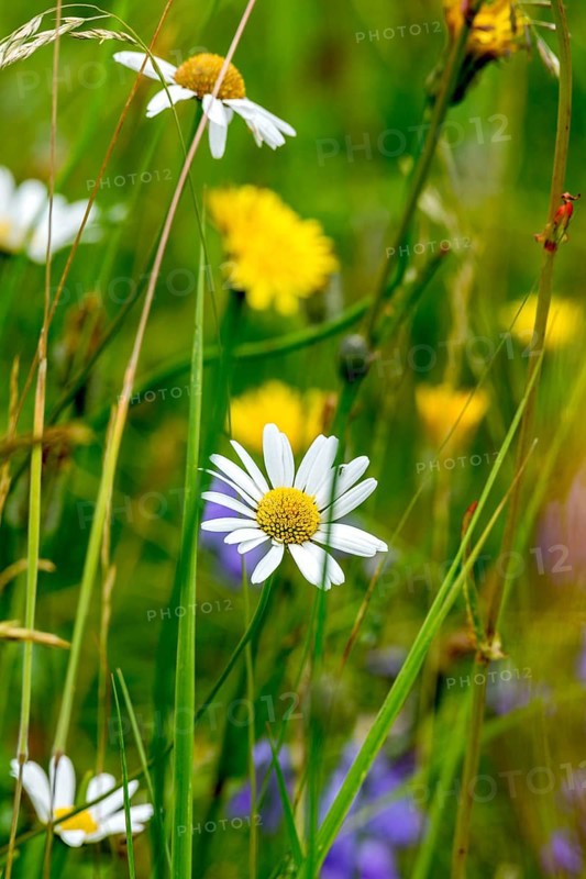 Flowering marguerites (Leucanthemum), colourful flowers, grasses and insects in a wild, natural flower meadow, Germany, Europe