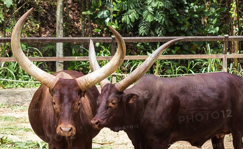 Two red African bulls in the zoo