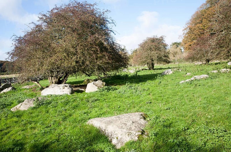Fyfield Down national nature reserve, Marlborough Downs, Wiltshire, England, UK one of the country's oldest created in 1955 of unimproved chalk grassland with sarsen stones in dry valleys